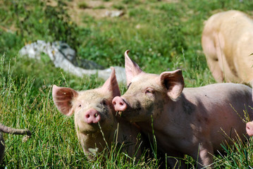 Some piglets run in a meadow