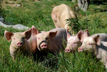 Some piglets run in a meadow