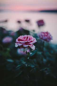 Beautiful pink rose garden by the river