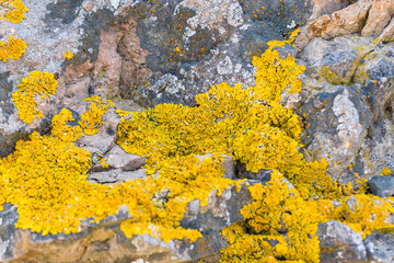 Lichen of the genus Crustose lichen on stones. Background.