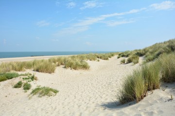 Fototapeta na wymiar Sanddünen an der Nordseeküste in den Niederlanden auf der Insel Schouwen-Duiveland