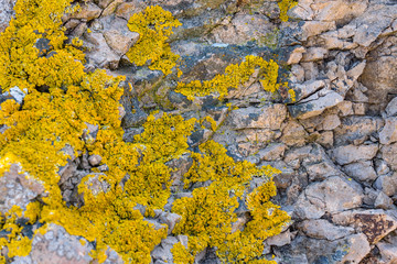 Lichen of the genus Crustose lichen on stones. Background.