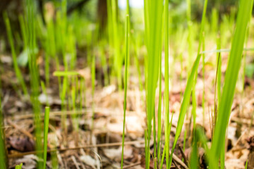 Tropical Grass with Bokeh or Blur Effect 