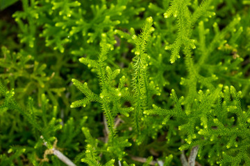 Tropical Grass with Bokeh or Blur Effect 