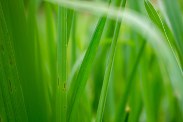 Fototapeta na wymiar Tropical Grass with Bokeh or Blur Effect 