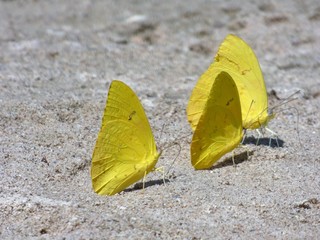 exotic animals in the wildlife of the beaches and forests of costa rica