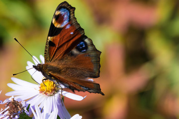 The peacock butterfly sitting on a flower