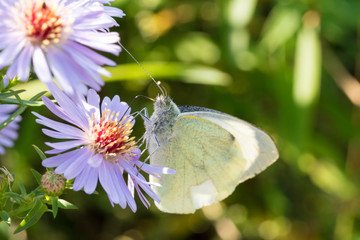 The cabbage butterfly sitting on a flower