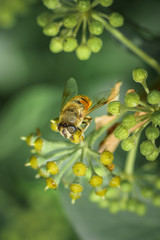 Die Biene auf dem Zweig