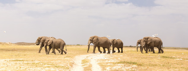 Fototapeta premium Herd of elephants crossing dirt road at Amboseli National Park, formerly Maasai Amboseli Game Reserve, is in Kajiado District, Rift Valley Province in Kenya.