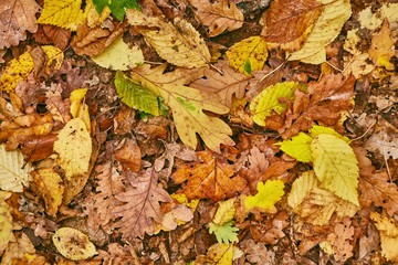 Fallen autumn leaves