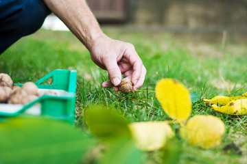 Man collecting walnuts in the field
