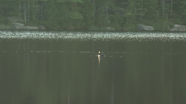 Loon flaps wings in lake