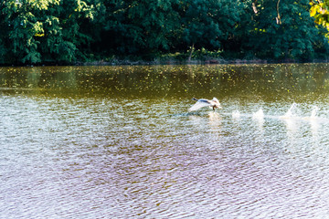 Wild swan is flying closely above the water surface