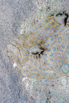 Peacock Flounder,Bothus Mancus, Also Known As The Flowery Flounder, Is A Species Of Fish In The Family Bothidae,lefteye Flounders