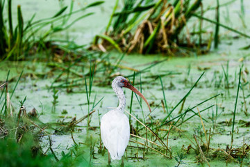 White Ibis in wetlands