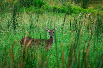 Deer in meadow
