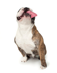 Bulldog sitting on white background with head back and tongue out