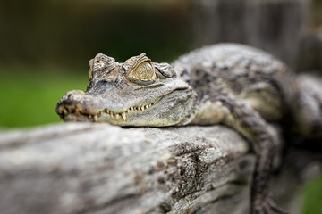 Fototapeta premium Caiman laying on log