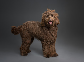 Full length portrait of a chocolate golden doodle standing on a grey background