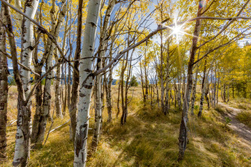 Aspens in the fall sun