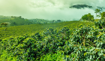 Fototapeta na wymiar Coffee Plantation in Jerico / Colombia