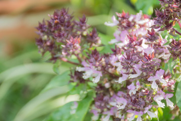 Obraz premium purple flowers basil