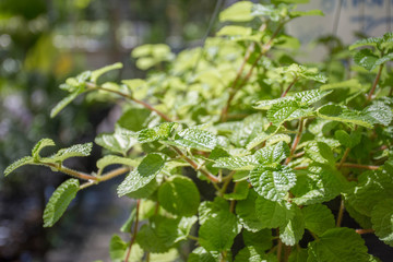 Mint leaves
