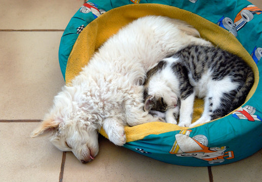 Cat and Dog Cuddling