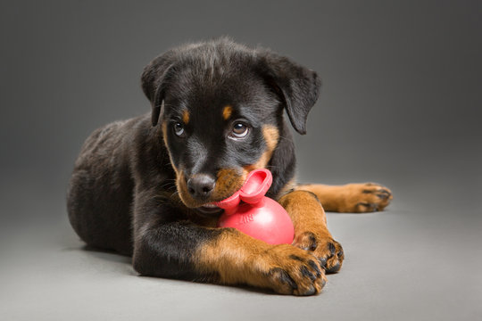 Rottweiler puppy playing with toy looking up Stock Photo | Adobe Stock