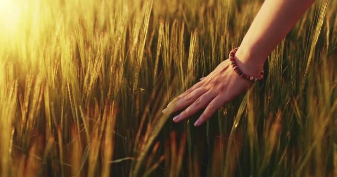 Close-up of woman's hand running through wheat field, dolly shot. Slow motion 120 fps. Girl's hand touching wheat ears closeup. Sun lens flare.  Good harvest concept. 