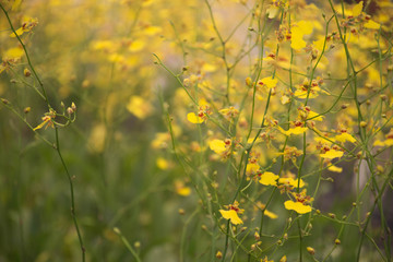 small orchid yellow green stalk