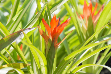 Orange bromeliads