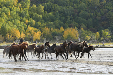 Many horses were running in the water 