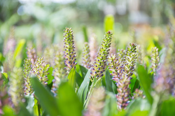 The purple angelonia