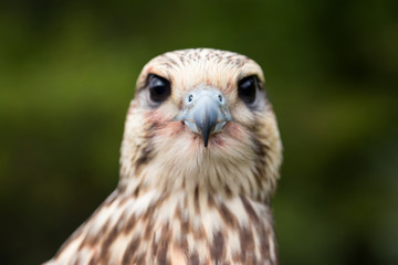 Close up of Young Falcon looking at camera