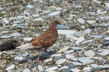 Dove finding meal on the pebbly beach