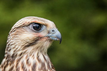 Close up of Young Falcon looking off to the right