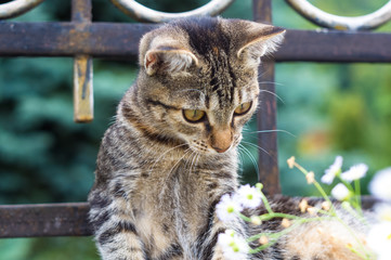 cute variegated striped city little kitty, close-up