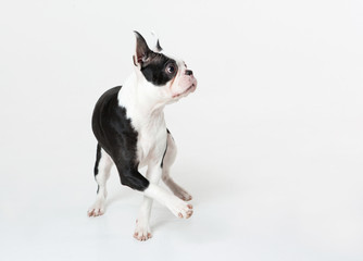 Young Boston terrier dancing on white background