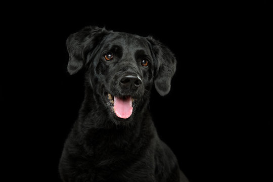 Headshot of a black lab on a black background with tongue out