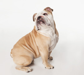 English Bulldog on white background sitting sideways, looking up over shoulder