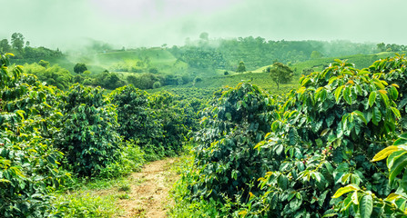 Coffee Plantation in Jerico / Colombia