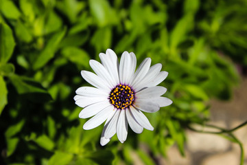 Fototapeta premium In my garden