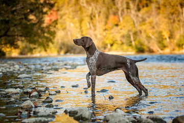 German Shorthaired Pointer, pointing in a fall water scene