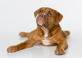 Bulldog puppy laying down on a white background looking up to the side