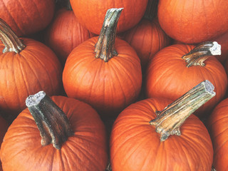 Fall Pumpkins Background - Powered by Adobe