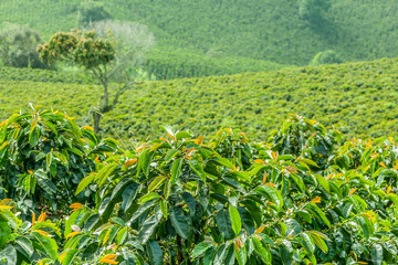Fototapety  Plantacja kawy w Jerico / Kolumbia