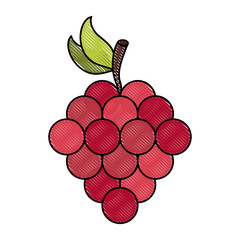 Delicious grapes fruit icon vector illustration graphic design