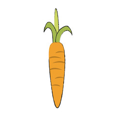 Carrot fresh vegetable icon vector illustration graphic design